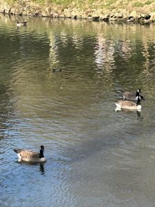 Soothing Breathing MP3