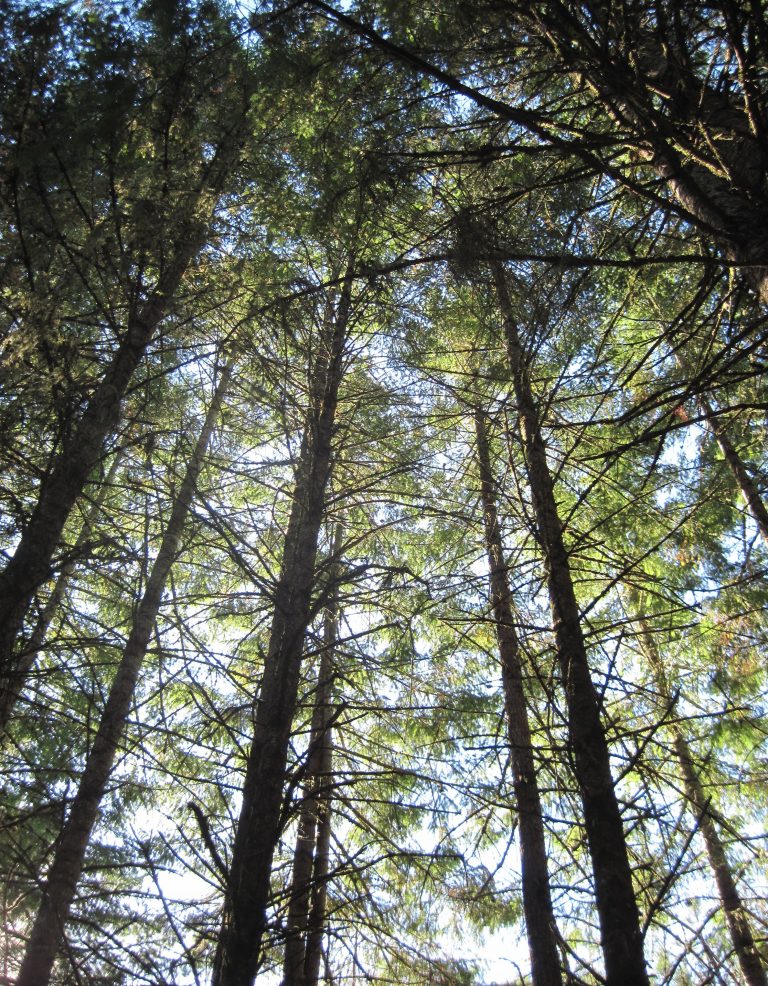 Coming Home to the Self: How Internal Family Systems Therapy Helps Us Heal the Parts Within